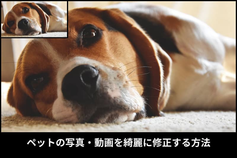 AIを使ってペット写真・ペット動画を高画質に修正する方法